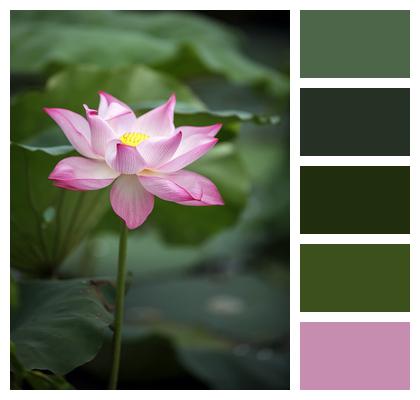 Lotus Flower Blooming Pink Flower Image